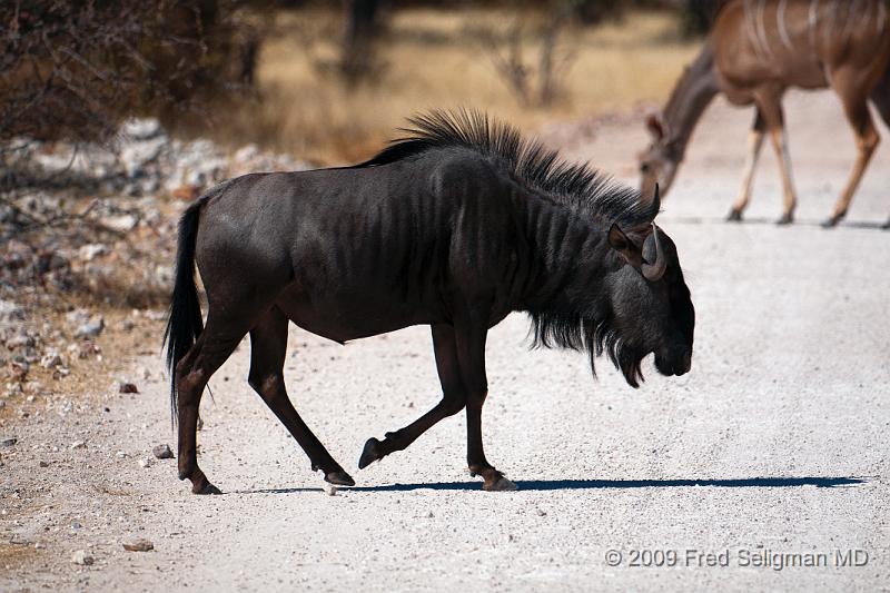 20090610_130838 D300 X1.jpg - Wildebeast in Etosha National Park, Namibia